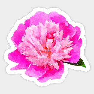 Bright pink peony Sticker